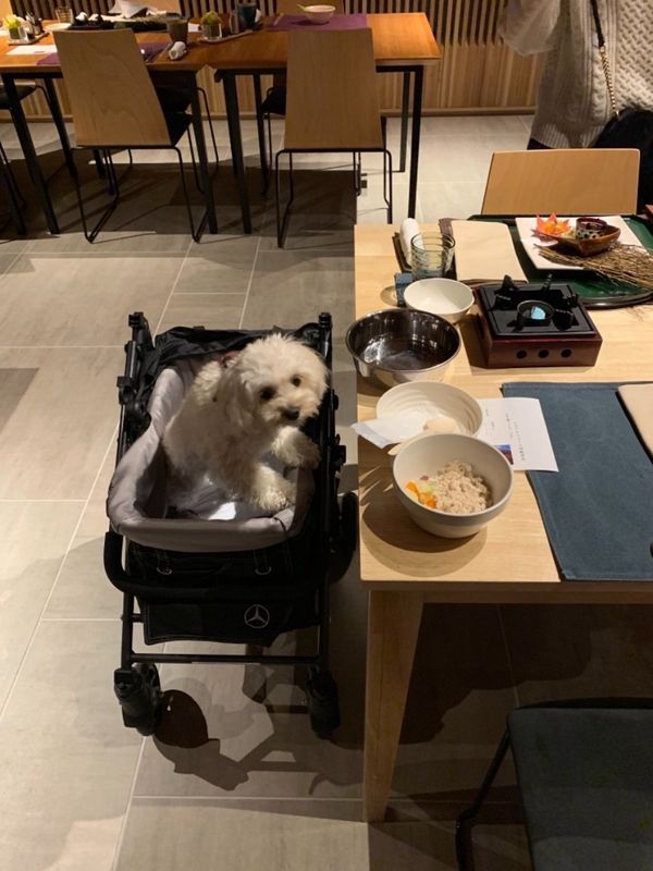 日本・軽井沢「軽井沢 with 犬」の写真:夕飯も犬と一緒です。他のテーブルもほぼ犬...