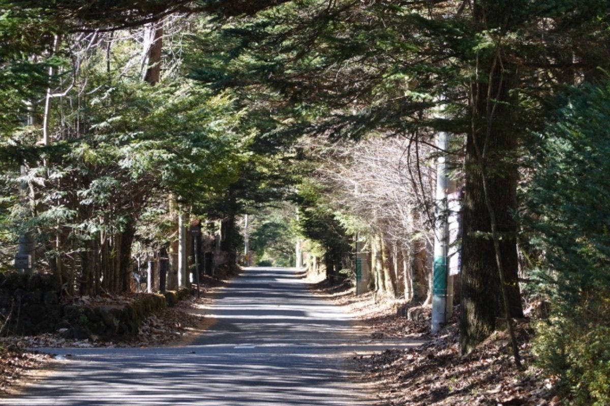 軽井沢の朝。ダウンを着て、冷たい風の中、自然の中を、静かに犬と散歩。東京じ...