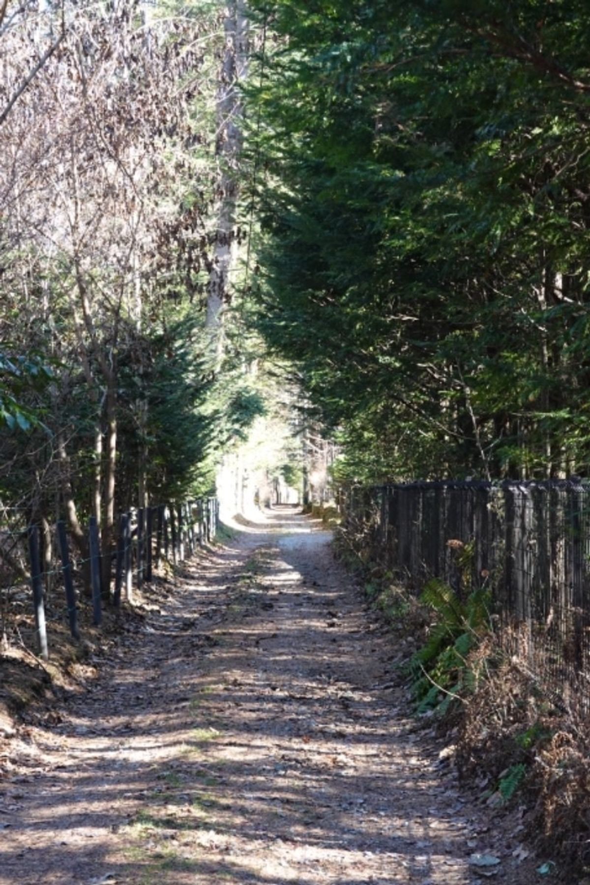 軽井沢の朝。ダウンを着て、冷たい風の中、自然の中を、静かに犬と散歩。東京じ...