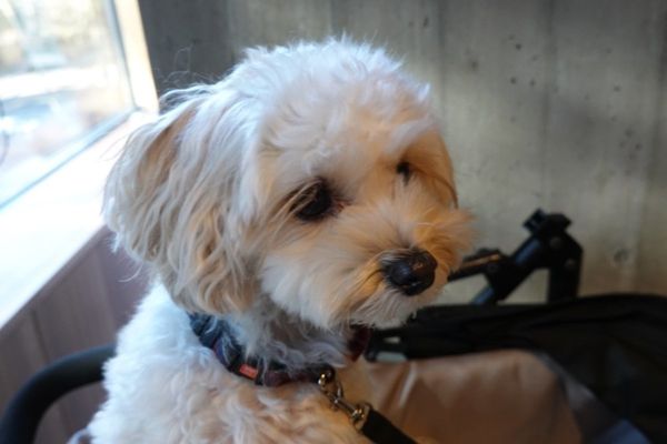 日本・軽井沢「軽井沢 with 犬」の写真:もちろん、朝食も一緒にたべれます。犬の食...