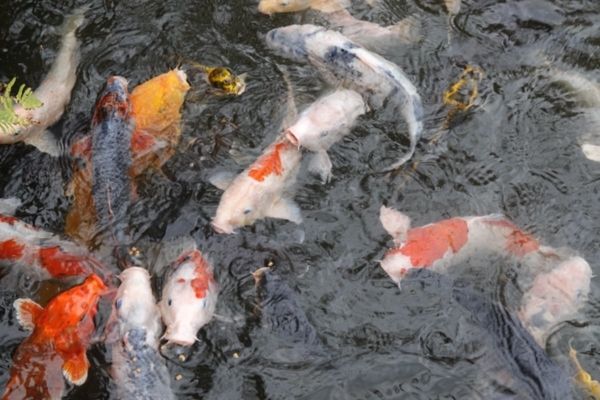 日本・富士サファリパーク「富士サファリパーク」の写真：コイに餌やりもできます。