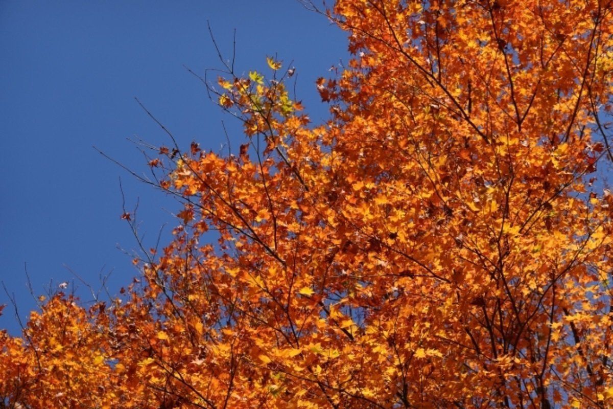 富士サファリパークへ。開園前に入り口前で車の行列。紅葉が綺麗だった。