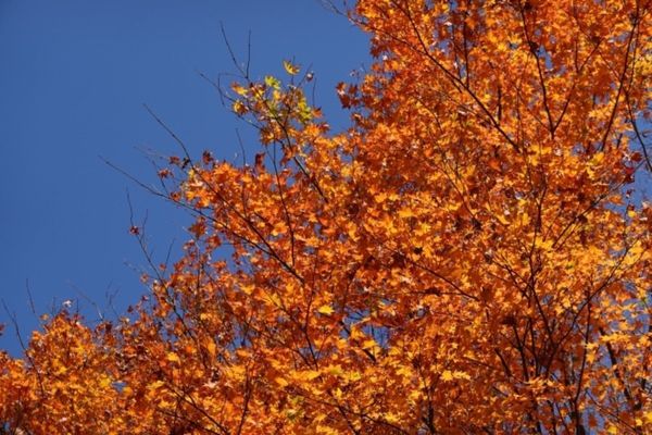 日本・富士サファリパーク「富士サファリパーク」の写真：富士サファリパークへ。開園前に入り口前で...