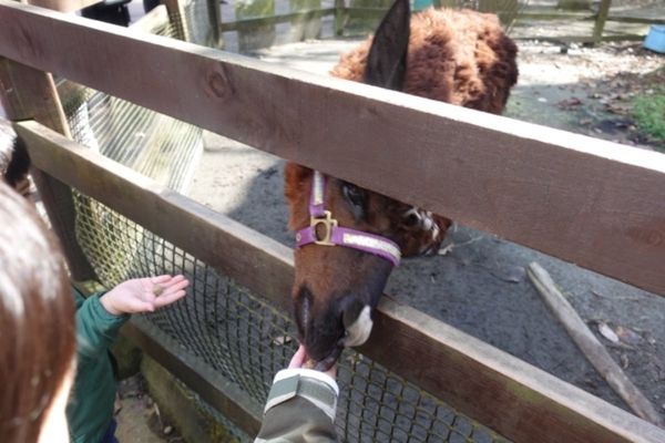 日本・富士サファリパーク「富士サファリパーク」の写真：富士サファリパークで一番楽しかったのは、...