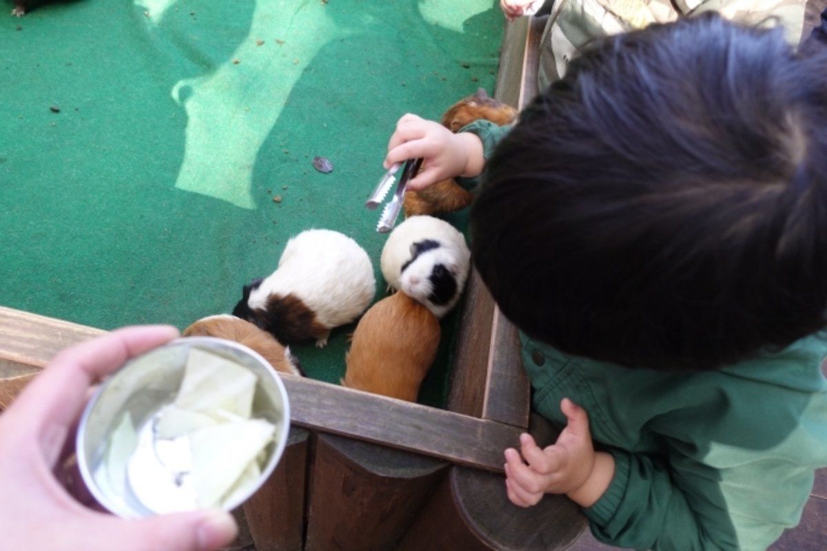 富士サファリパークで一番楽しかったのは、実はいろんな動物に餌をやれるところ...