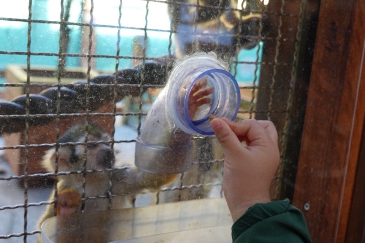 富士サファリパークで一番楽しかったのは、実はいろんな動物に餌をやれるところ...