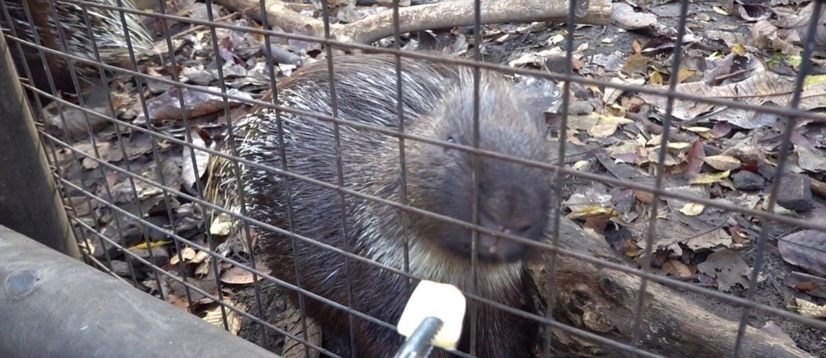 富士サファリパークで一番楽しかったのは、実はいろんな動物に餌をやれるところ...