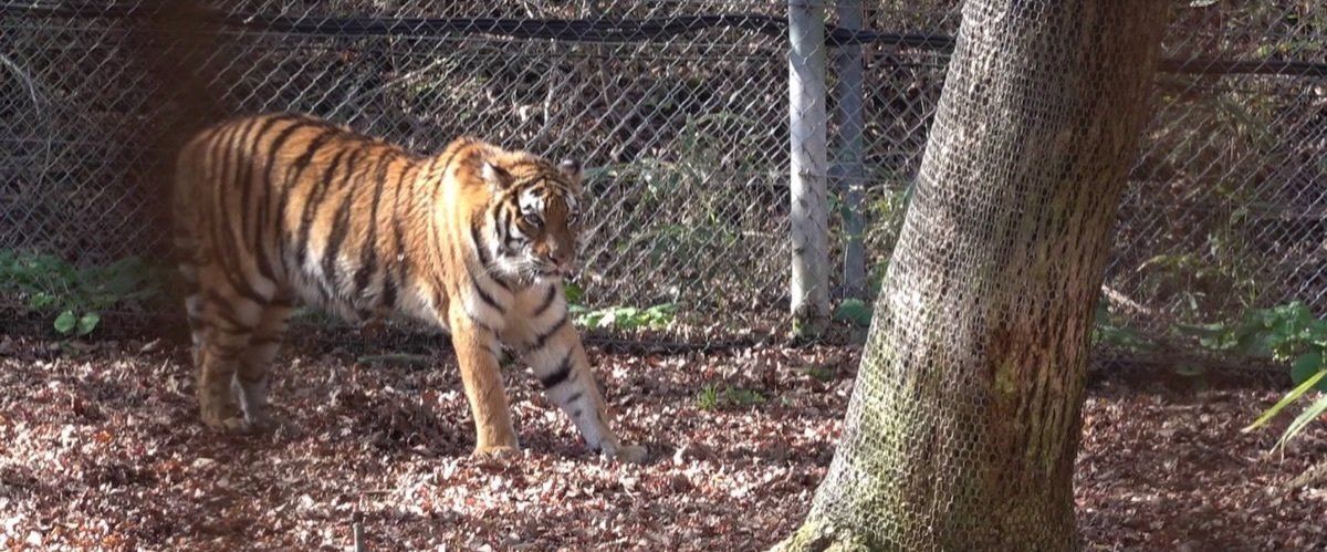 タイガーバスに乗りジャングルへ。クマ、ライオン、トラゾウ。など色々。目の前...