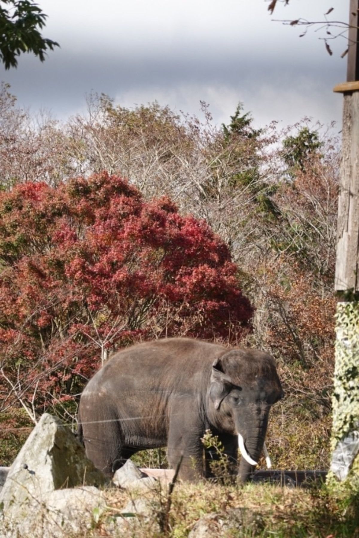 タイガーバスに乗りジャングルへ。クマ、ライオン、トラゾウ。など色々。目の前...