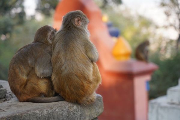 ネパール・カトマンズ「ネパールカトマンズヒマラヤの旅！」の写真：頂上のいろいろとお猿さん。猿はカメラ向け...