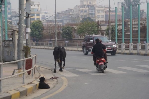 ネパール・カトマンズ「ネパールカトマンズヒマラヤの旅！」の写真：9時に銀杏旅館のアシス君が迎えに来てくれ...