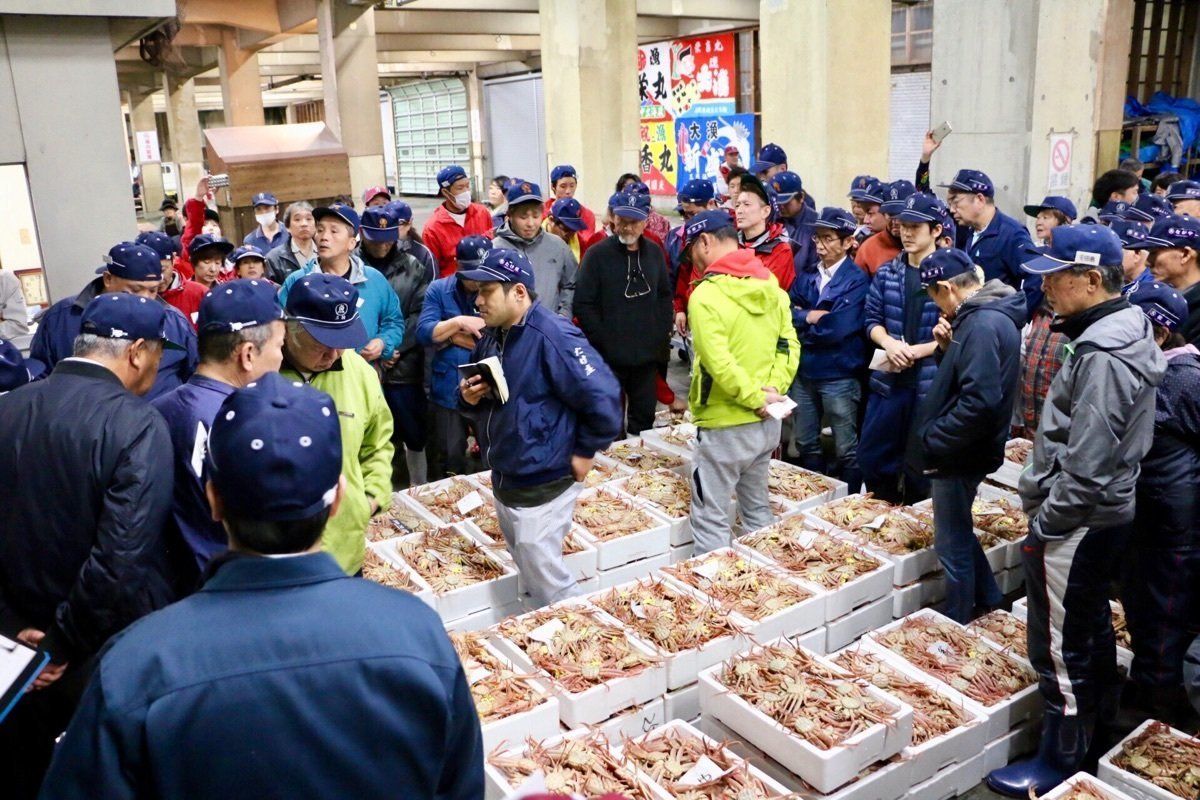 福井県で北陸の冬の味覚、越前がにの初セリを取材。
メスのセイコガニは外子と...