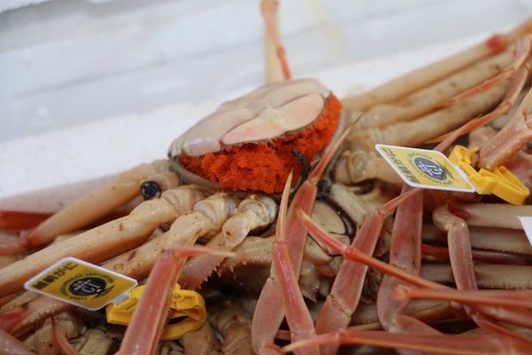 日本・福井県「福井さんぽ2018」の写真