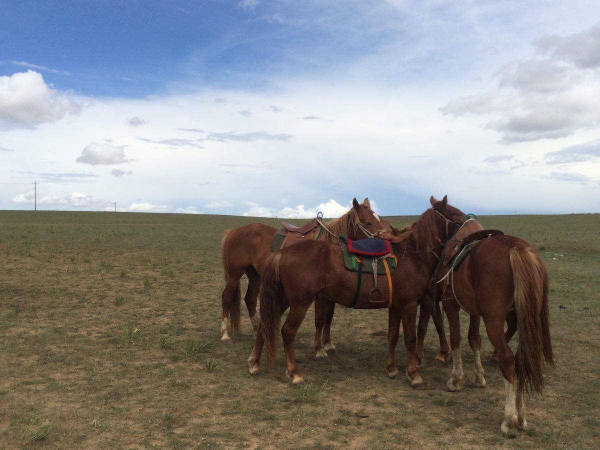 寝台列車
馬
草原
火鍋
羊解体
ゲル