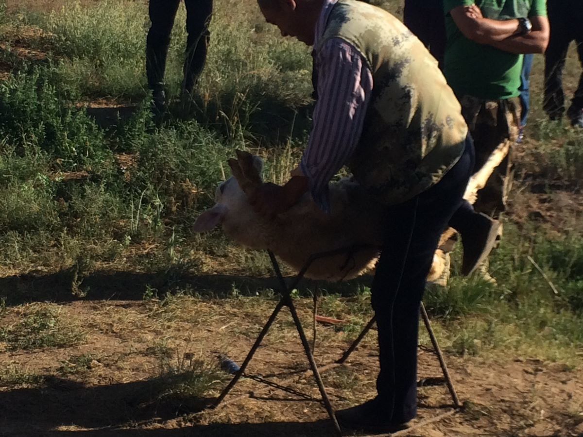 寝台列車
馬
草原
火鍋
羊解体
ゲル