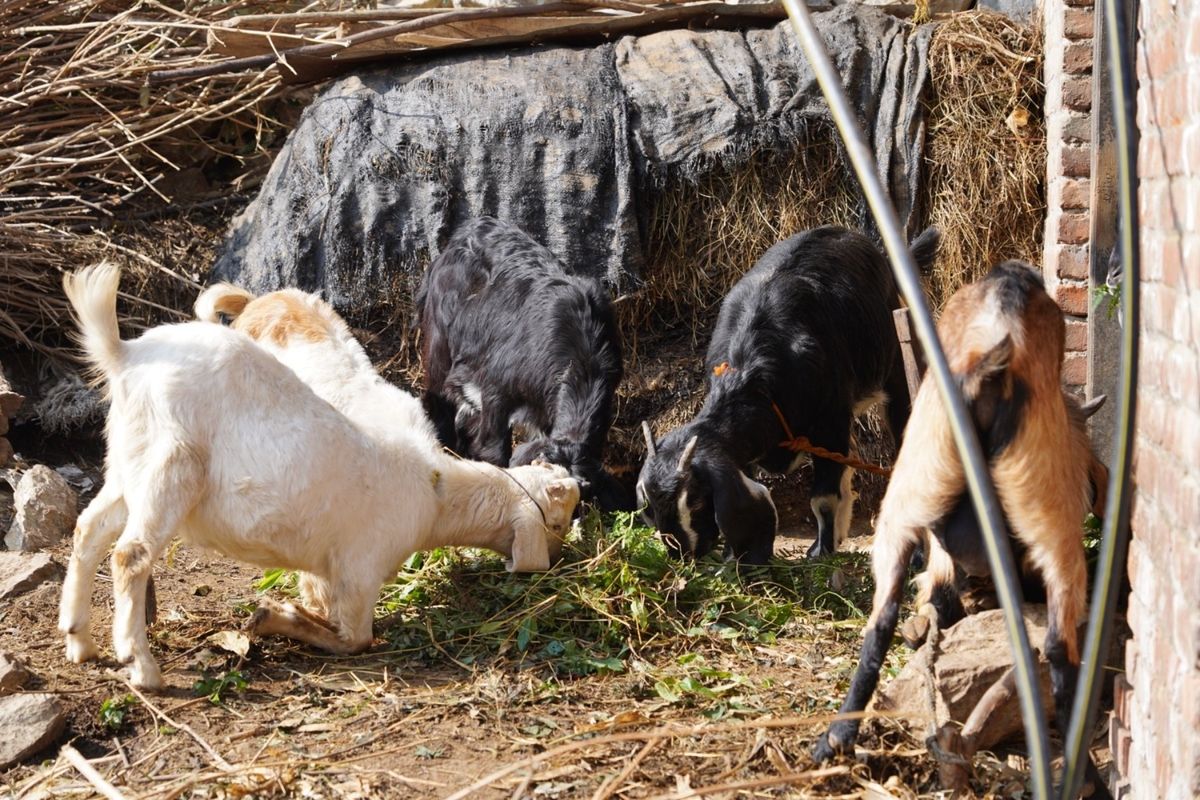 ‪ネパール最終日は軽くトレッキングをすることになった。目的地は銀杏旅館から...