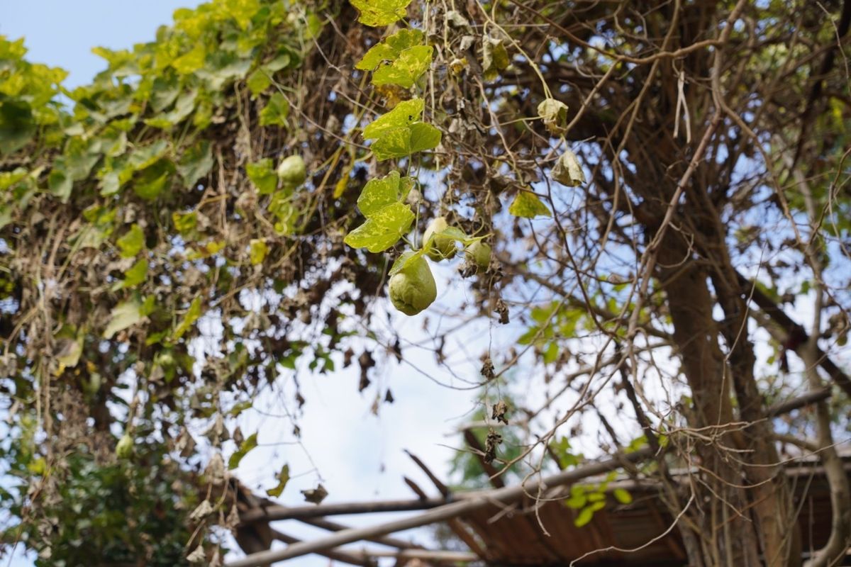 何にもない山を歩いたのは何年振りだろうか。すれ違う人もほぼいない。車やバイ...