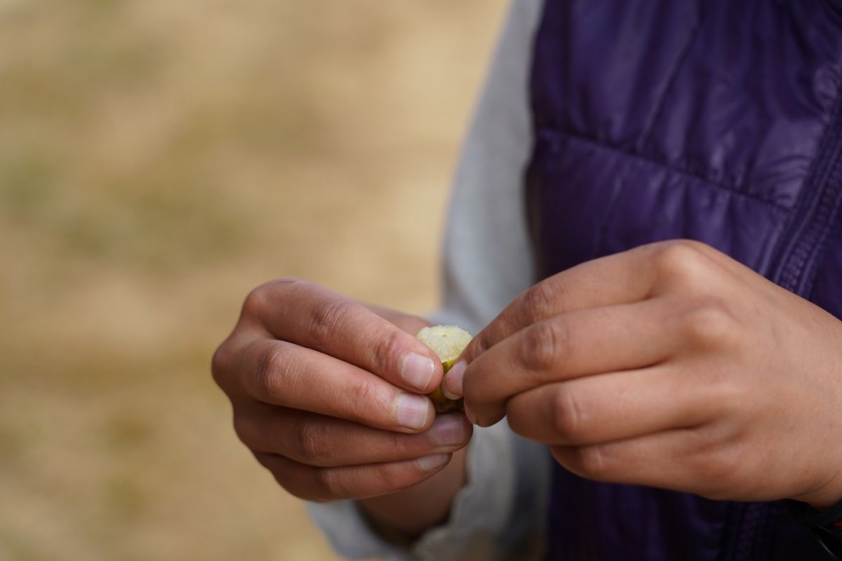 ガイドの女の子がおもむろに何かを取り出した。小さいミカンのようなもの。道端...