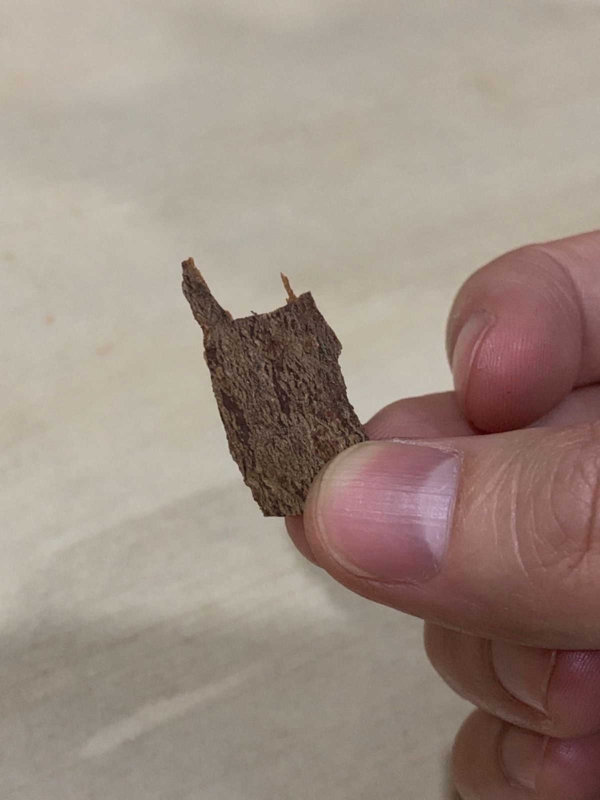 夕食後一緒に泊まっている人たちと話していると木の皮のようなものを頂いた。匂...