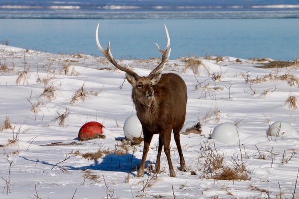 日本・北海道「北海道知床根室プレスツアー」の写真：野付半島氷平線ウォークツアー