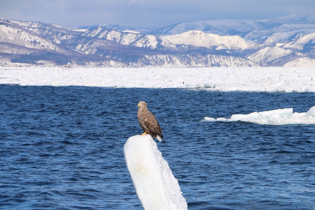 羅臼港から観光船「アルラン3世」にのって流氷原と国後島を目の前にオオワシと...