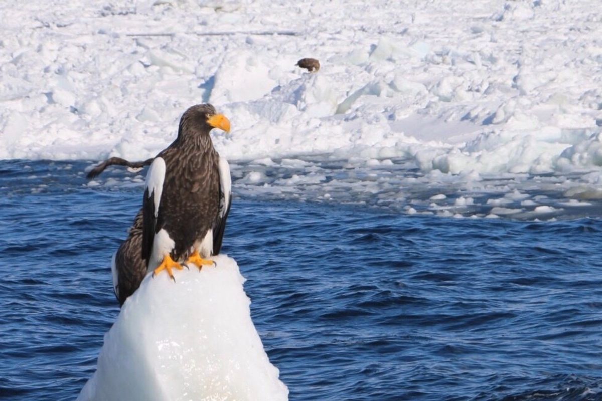 羅臼港から観光船「アルラン3世」にのって流氷原と国後島を目の前にオオワシと...