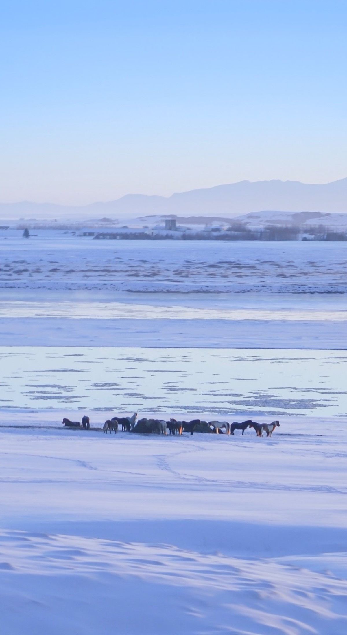 アイスランドにやっと太陽が昇った。時刻は午前11時。馬も山も起き出した。