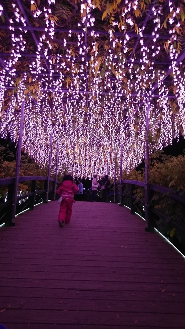日本・足利フラワーパーク「イルミネーションin足利フラワーパーク」の写真