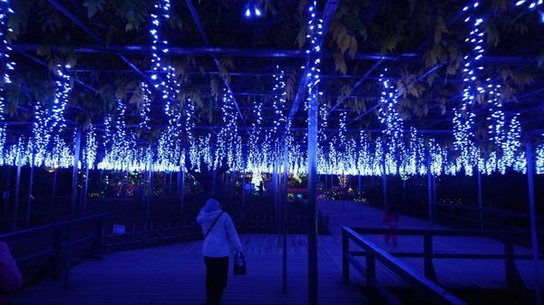 日本・足利フラワーパーク「イルミネーションin足利フラワーパーク」の写真：大藤atイルミネーション