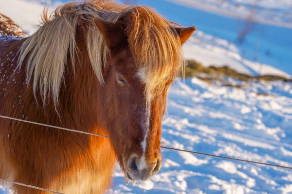アイスランド・レイキャビク「アイスランド、オーロラと温泉の旅」の写真：アイスランドを移動していると馬をよく見る...