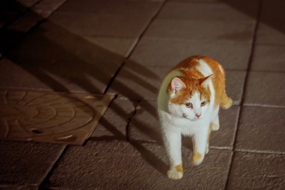 アイスランドキャット。dillからの帰り道、アイスランド在住の猫とすれ違う。