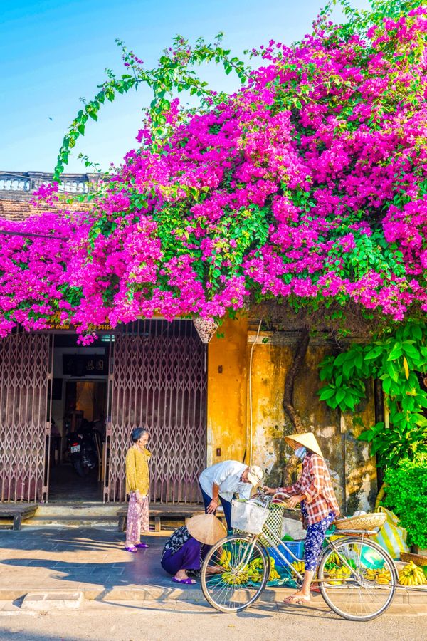 ベトナム・ダナン「ベトナム　ダナン・ホイアン」の写真：‪ベトナムにはバンランという花がある。そ...