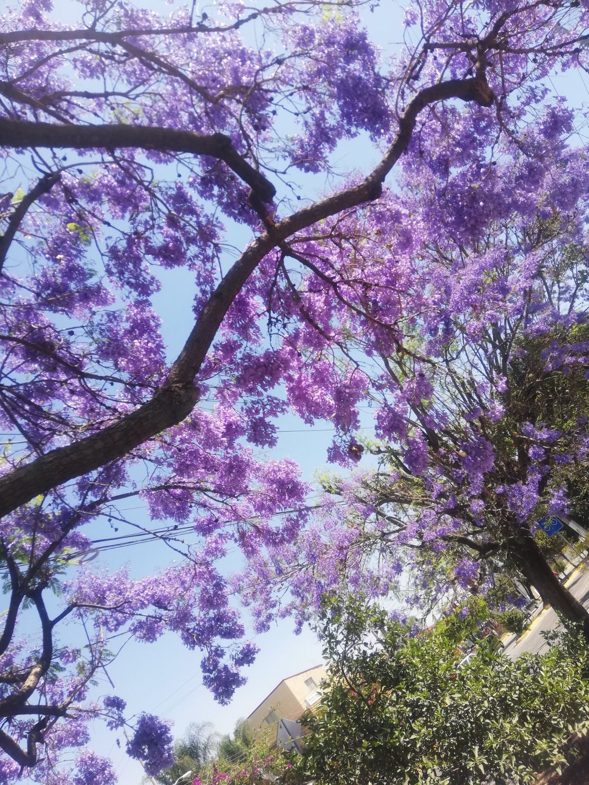 ステイ先から散歩がてらcentroまで。
メキシコの桜jacarandaが...
