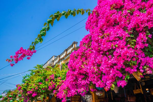 ベトナム・ダナン「ベトナム　ダナン・ホイアン」の写真：ホイアン橋を渡り、チャンフー通りに戻って...