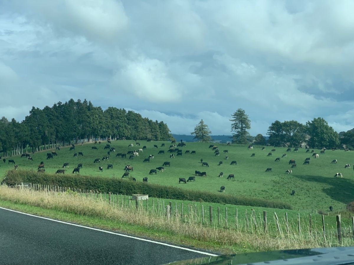 ついに牛を発見。ニュージーランドに多いのは羊じゃない。牛です。