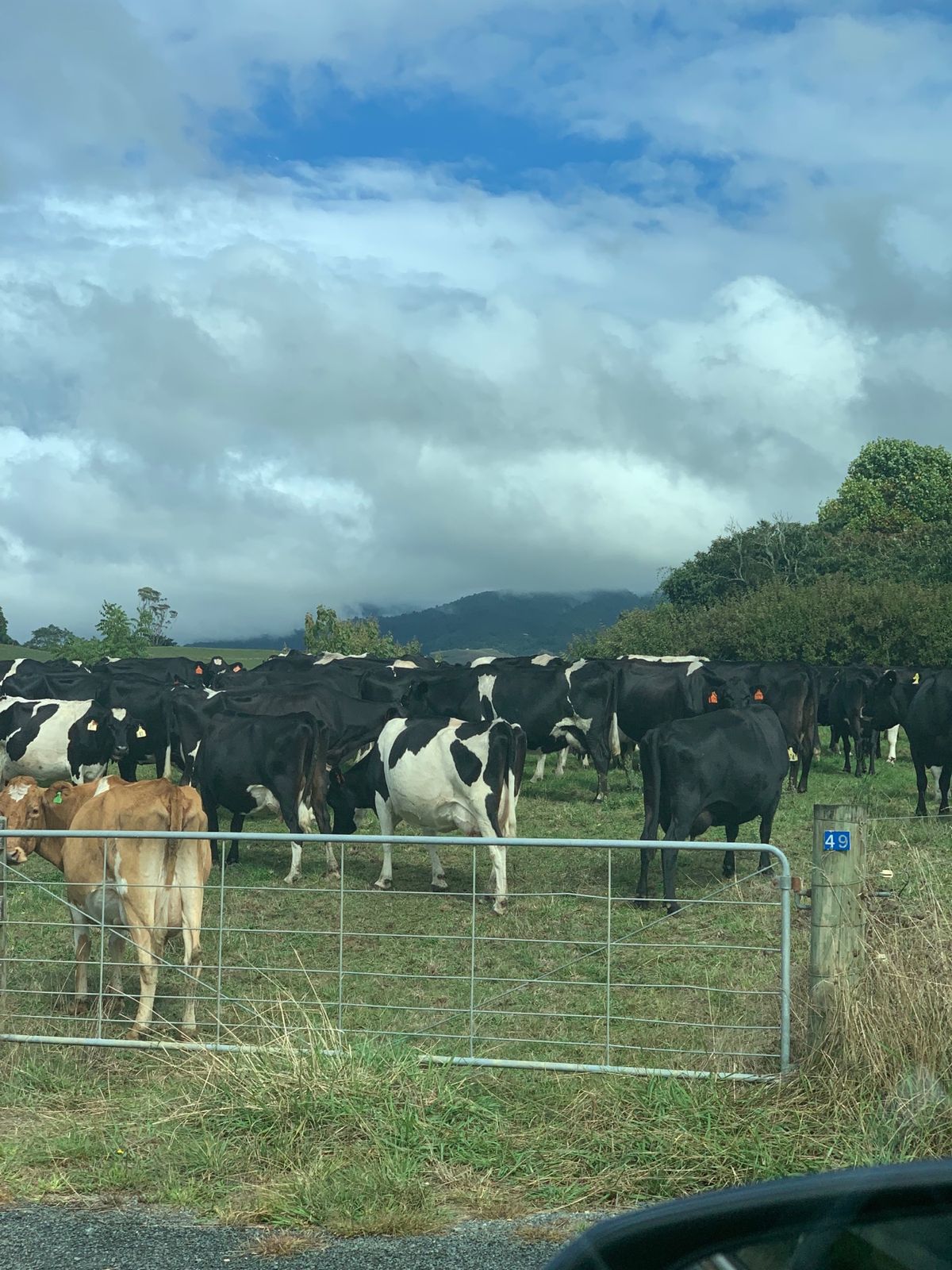 ついに牛を発見。ニュージーランドに多いのは羊じゃない。牛です。