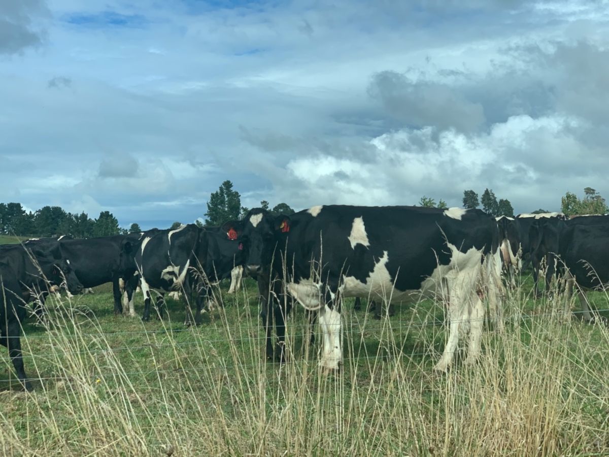 ついに牛を発見。ニュージーランドに多いのは羊じゃない。牛です。