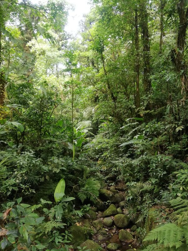 コスタリカ・San José「中南米放浪記 2019 🇨🇷」の写真：ナマケモノ、そして幻の鳥ケツァール狙いで...
