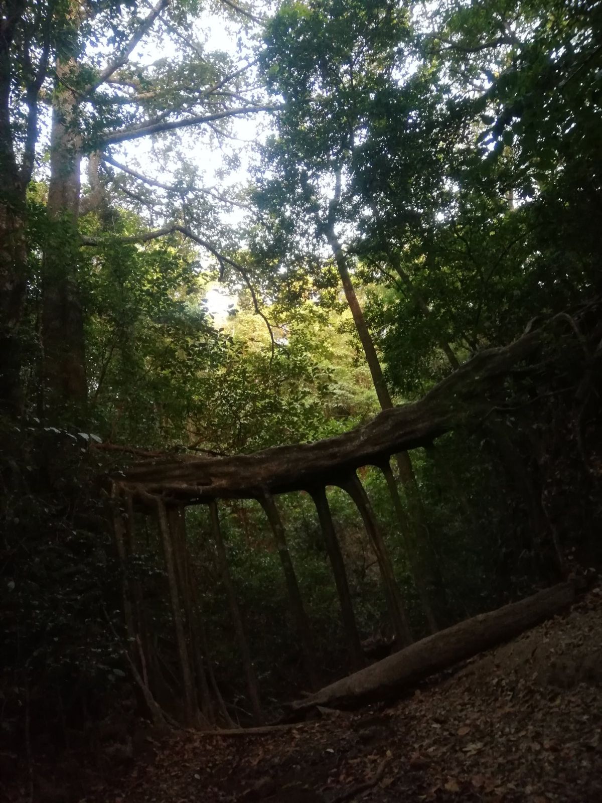 ナマケモノ、そして幻の鳥ケツァール狙いで鬱蒼とした熱帯雲林を歩き回るも、そ...