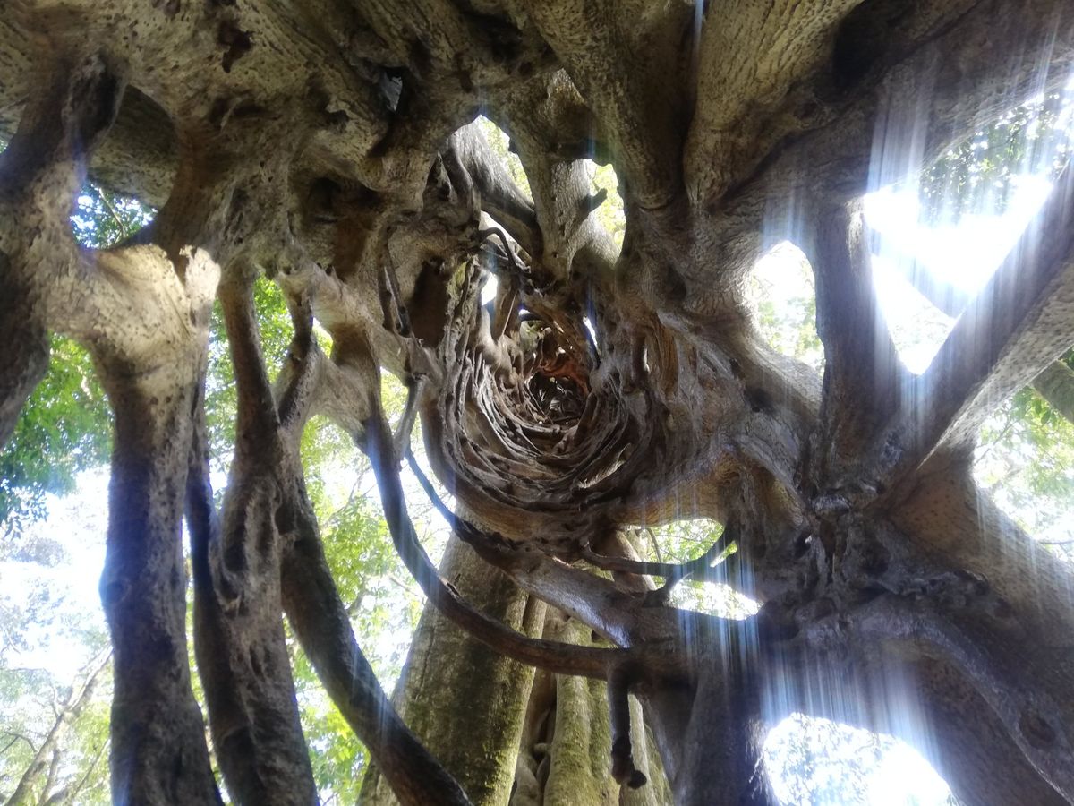 ナマケモノ、そして幻の鳥ケツァール狙いで鬱蒼とした熱帯雲林を歩き回るも、そ...