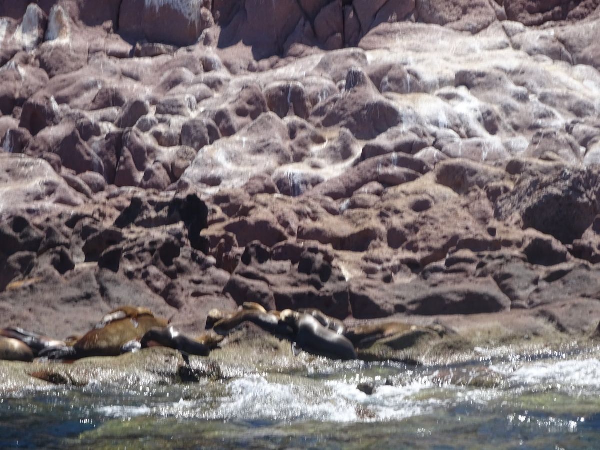 アシカと泳いだ！