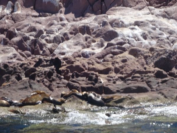 メキシコ・LaPaz「メキシコ北部の旅☆」の写真：アシカと泳いだ！