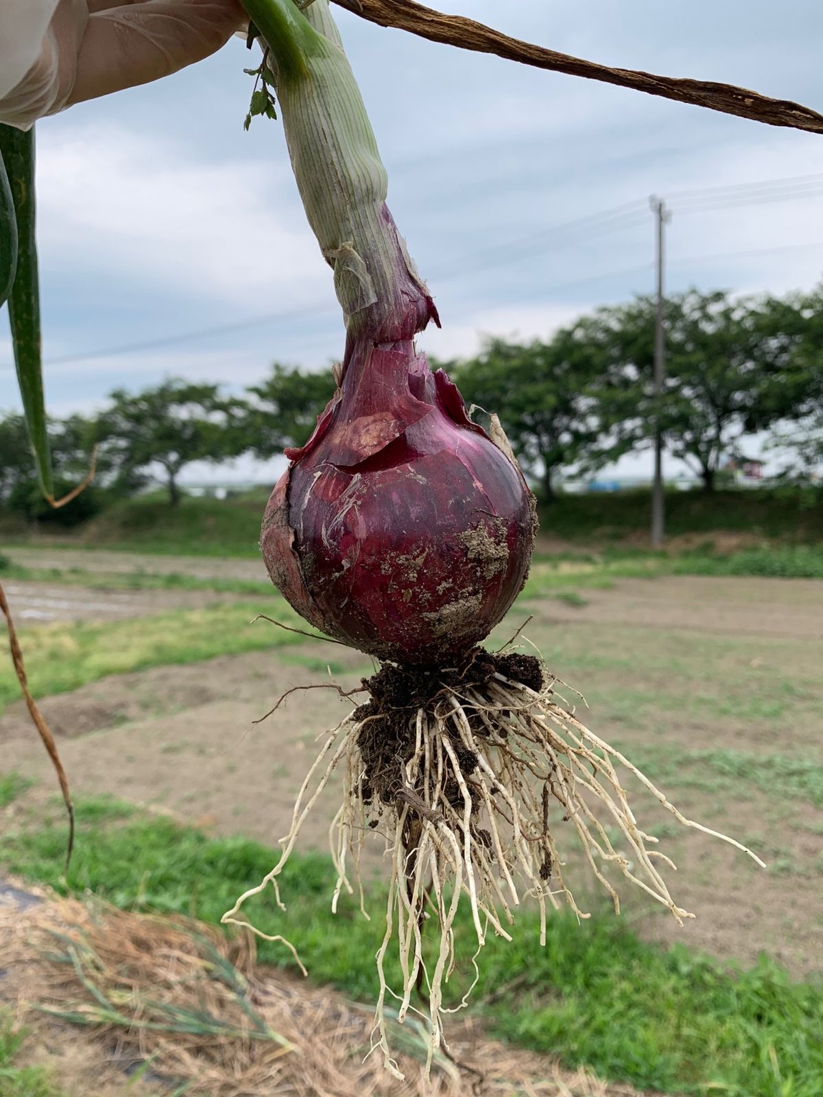 ぽんぽこ村というところで、農業体験をする。予想以上に面白い！

都心にある...
