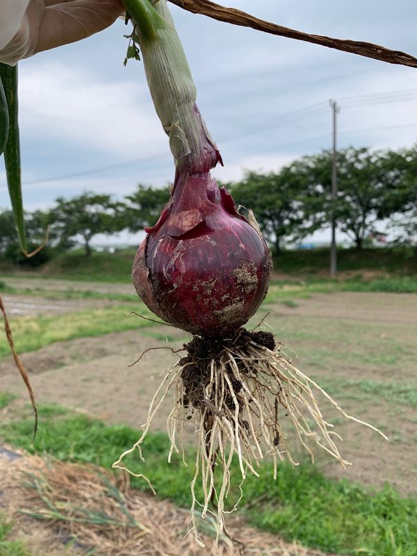 日本・千葉「ワイルドビーチ木更津と農業公園ぽんぽこ村」の写真：ぽんぽこ村というところで、農業体験をする...