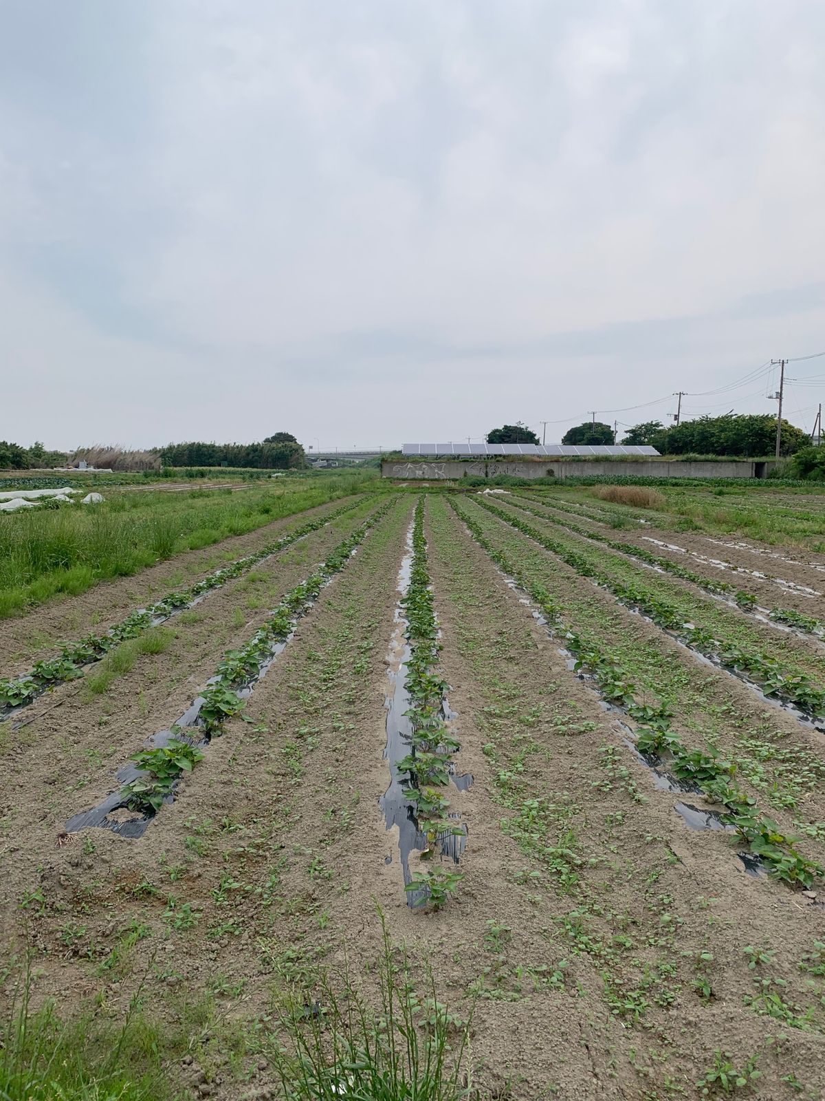 ぽんぽこ村というところで、農業体験をする。予想以上に面白い！

都心にある...