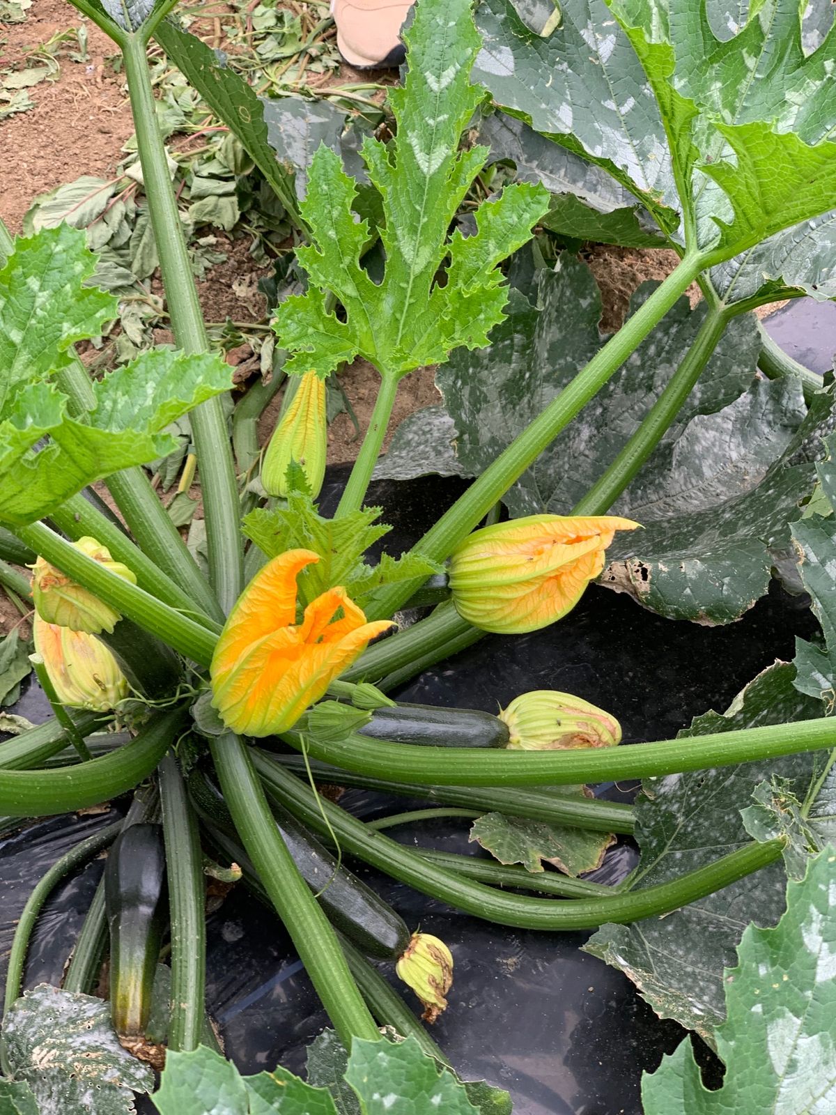 ぽんぽこ村というところで、農業体験をする。予想以上に面白い！

都心にある...