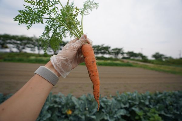 日本・千葉「ワイルドビーチ木更津と農業公園ぽんぽこ村」の写真：人参も収穫