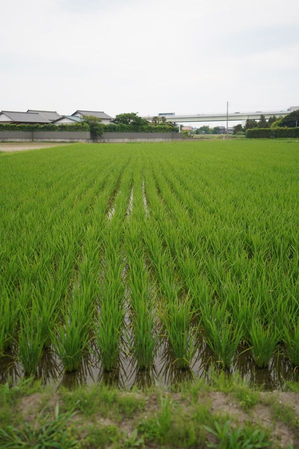 日本・千葉「ワイルドビーチ木更津と農業公園ぽんぽこ村」の写真：農業公園ぽんぽこ村というところで収穫体験...