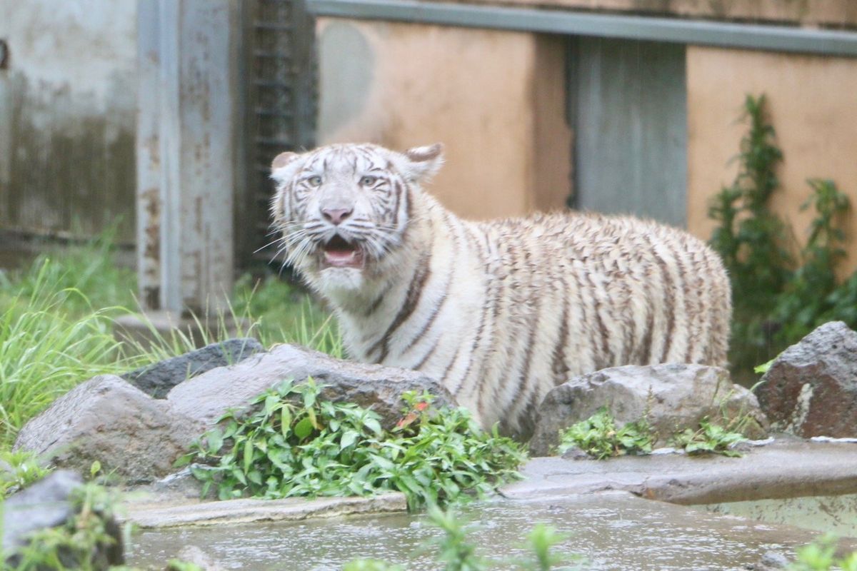 伊豆アニマルキングダムでは、ホワイトタイガー親子を眺めながら食事が出来た...