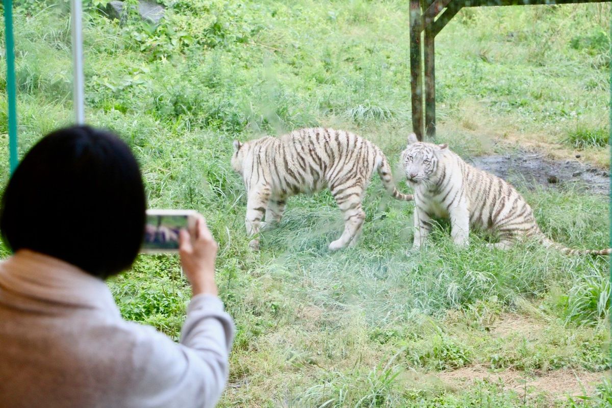 伊豆アニマルキングダムでは、ホワイトタイガー親子を眺めながら食事が出来た...